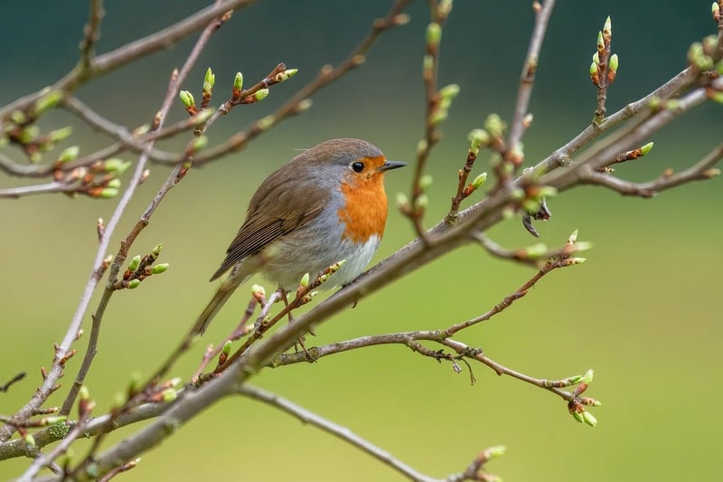 Biodiversity Loss
